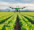 Precision Farming: Biotechnologie durch genetische Innovationen (Foto: AdobeStock - 913576282 Pachara)